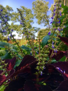 Plants in the Garden at Primrose Memory Care Facility