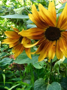 Plants in the Garden at Primrose Memory Care Facility