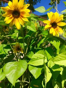 Plants in the Garden at Primrose Memory Care Facility